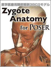 医療用フィギュア Zygote Anatomy for Poser